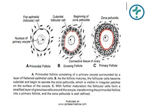 fisiologia_reproductiva/anatomia_fisiologica_genitales_internos_mujer_2