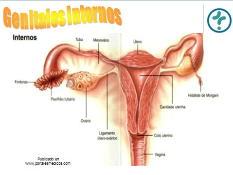 fisiologia_reproductiva/anatomia_genitales_internos_mujer