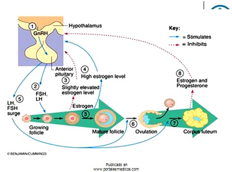 fisiologia_reproductiva/fisiologia_hormonal_2 fisiologia_reproductiva/fisiologia_hormonal_2