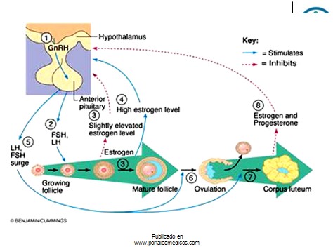 fisiologia_reproductiva/fisiologia_hormonal_2