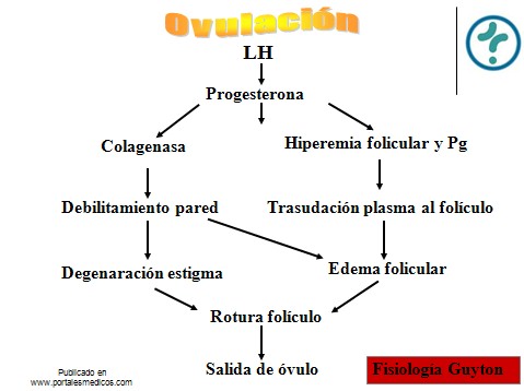 Efecto de los esteroides en el crecimiento