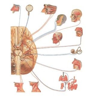 nervio_trigemino_neuralgia/nervio_trigemino_neuralgia_trigeminal_2 nervio_trigemino_neuralgia/nervio_trigemino_neuralgia_trigeminal_2