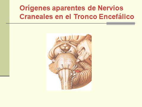 nervio_trigemino_neuralgia/nervio_trigemino_neuralgia_trigeminal_3 nervio_trigemino_neuralgia/nervio_trigemino_neuralgia_trigeminal_3