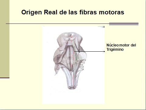 nervio_trigemino_neuralgia/nervio_trigemino_neuralgia_trigeminal_nucleo_motor