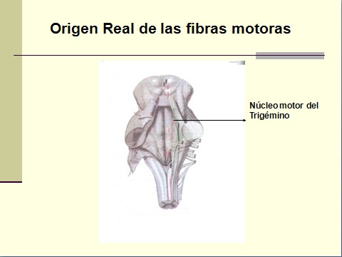 nervio_trigemino_neuralgia/nervio_trigemino_neuralgia_trigeminal_nucleo_motor nervio_trigemino_neuralgia/nervio_trigemino_neuralgia_trigeminal_nucleo_motor