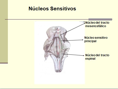 nervio_trigemino_neuralgia/nervio_trigemino_neuralgia_trigeminal_nucleos_sensitivos