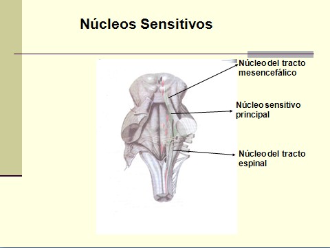 ¿Quiénes pueden sufrir de neuralgia del trigémino?