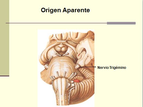 nervio_trigemino_neuralgia/nervio_trigemino_neuralgia_trigeminal_origen nervio_trigemino_neuralgia/nervio_trigemino_neuralgia_trigeminal_origen