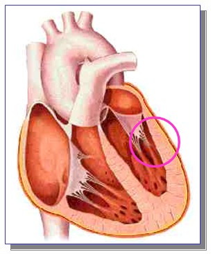 marcadores_cardiacos_isquemia/pericarditis_miopericarditis_necrosis_miocardica