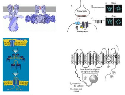 teoria_litio_neurotransmision_sinaptica/litio_canales_de_potasio teoria_litio_neurotransmision_sinaptica/litio_canales_de_potasio