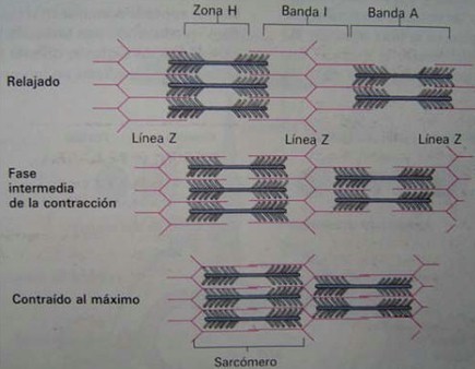 teoria_litio_neurotransmision_sinaptica/litio_despolarizacion-repolarizacion teoria_litio_neurotransmision_sinaptica/litio_despolarizacion-repolarizacion