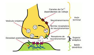 teoria_litio_neurotransmision_sinaptica/litio_neurotransmisores_sinapsis
