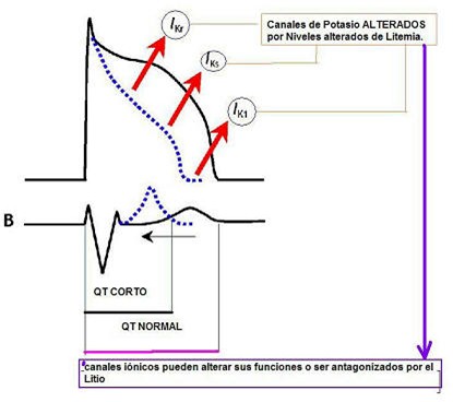 teoria_litio_neurotransmision_sinaptica/litio_potencial_accion_canales_potasio