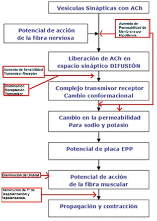 teoria_litio_neurotransmision_sinaptica/litio_potencial_accion_canales_potasio_sinapsis teoria_litio_neurotransmision_sinaptica/litio_potencial_accion_canales_potasio_sinapsis