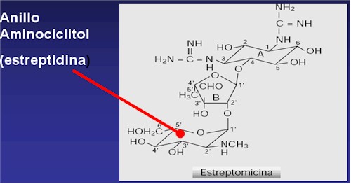 aminoglucosidos