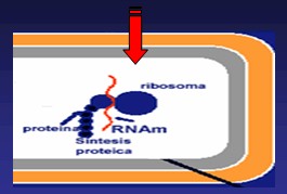 aminoglucosidos2