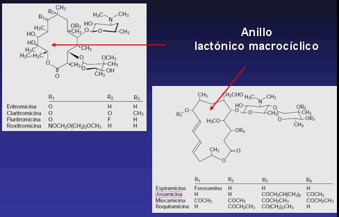 aminoglucosidos5