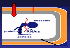 aminoglucosidos6