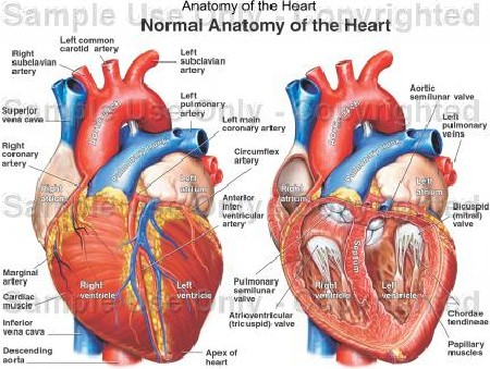 anatomia_corazon