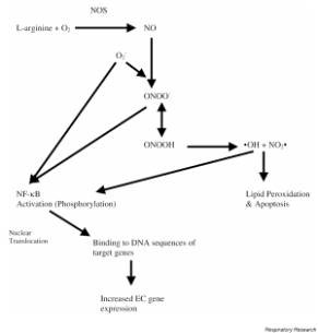 anemia_drepanocitica