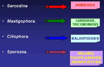 antiprotozoaricos