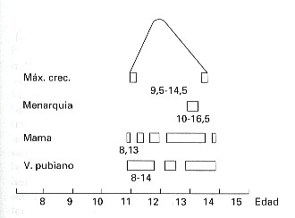 cronologia_puberal