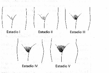 desarrollo_vello_pubiano