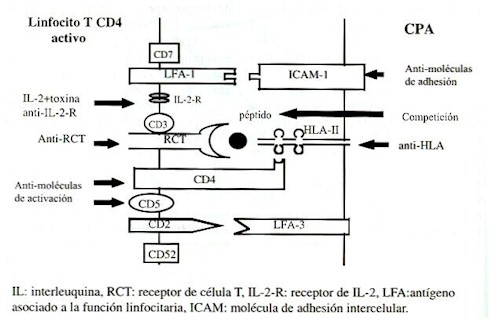 artritis_reumatoide5