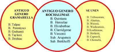 bartonellosis