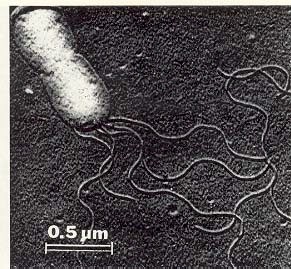 bartonellosis_bartonella_bacilliformis