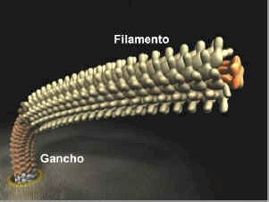 bartonellosis_bartonella_bacilliformis