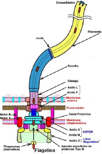 bartonellosis_flagelo_partes