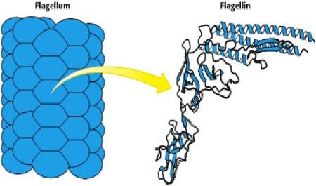 bartonellosis_flagelo_partes