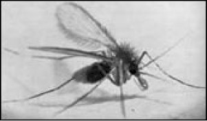 bartonellosis_mosquito
