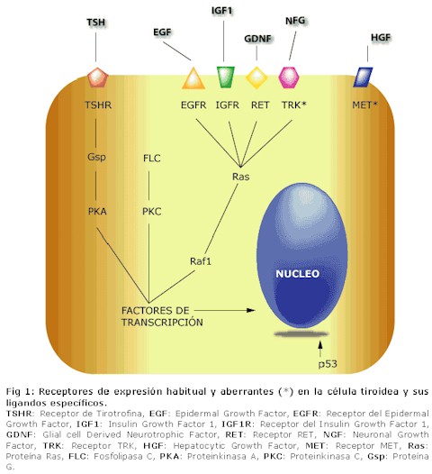 carcinoma_diferenciado_tiroides