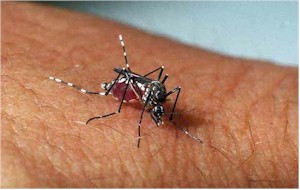 dengue dengue