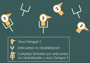 dengue_anticuerpos_heterologos