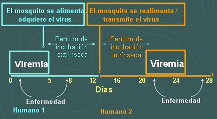 dengue_transmision