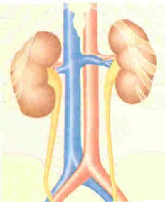 enfermedad _renal_dibujo