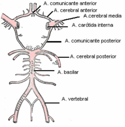 Enfermedad Vascular Carotidea Pdf