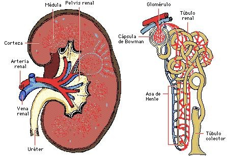 erc_anatomia erc_anatomia