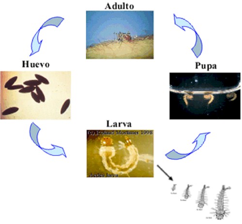 fiebre_amarilla_aedes_aegypti