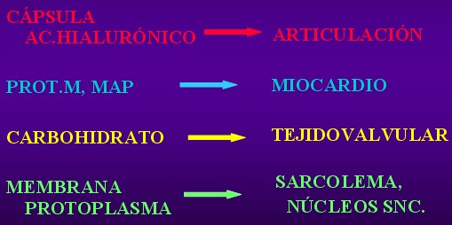 fiebre_reumatica3