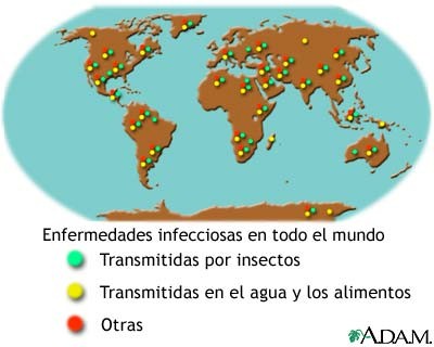 fiebre_tifoidea_enfermedades_infecciosas