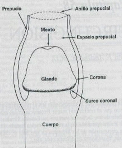 fimosis_fisiologica_anatomia_pene fimosis_fisiologica_anatomia_pene