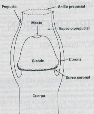 fimosis_fisiologica_anatomia_pene