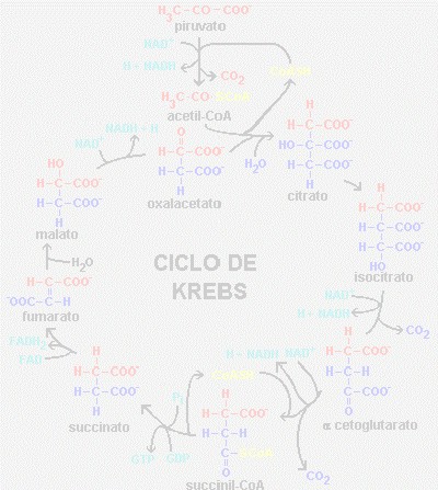 iam_ciclo_krebs iam_ciclo_krebs