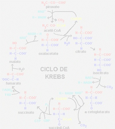 iam_ciclo_krebs