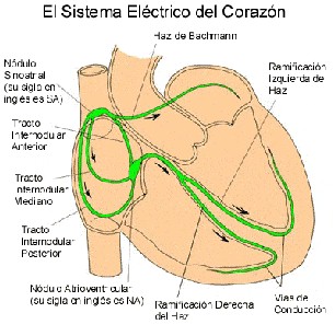 iam_sistema_electrico_corazon