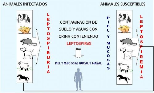 leptospirosis2